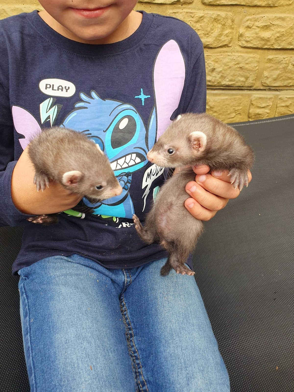 Tekoop micro fretjes, Dieren en Toebehoren, Augustus, Vrouwelijk