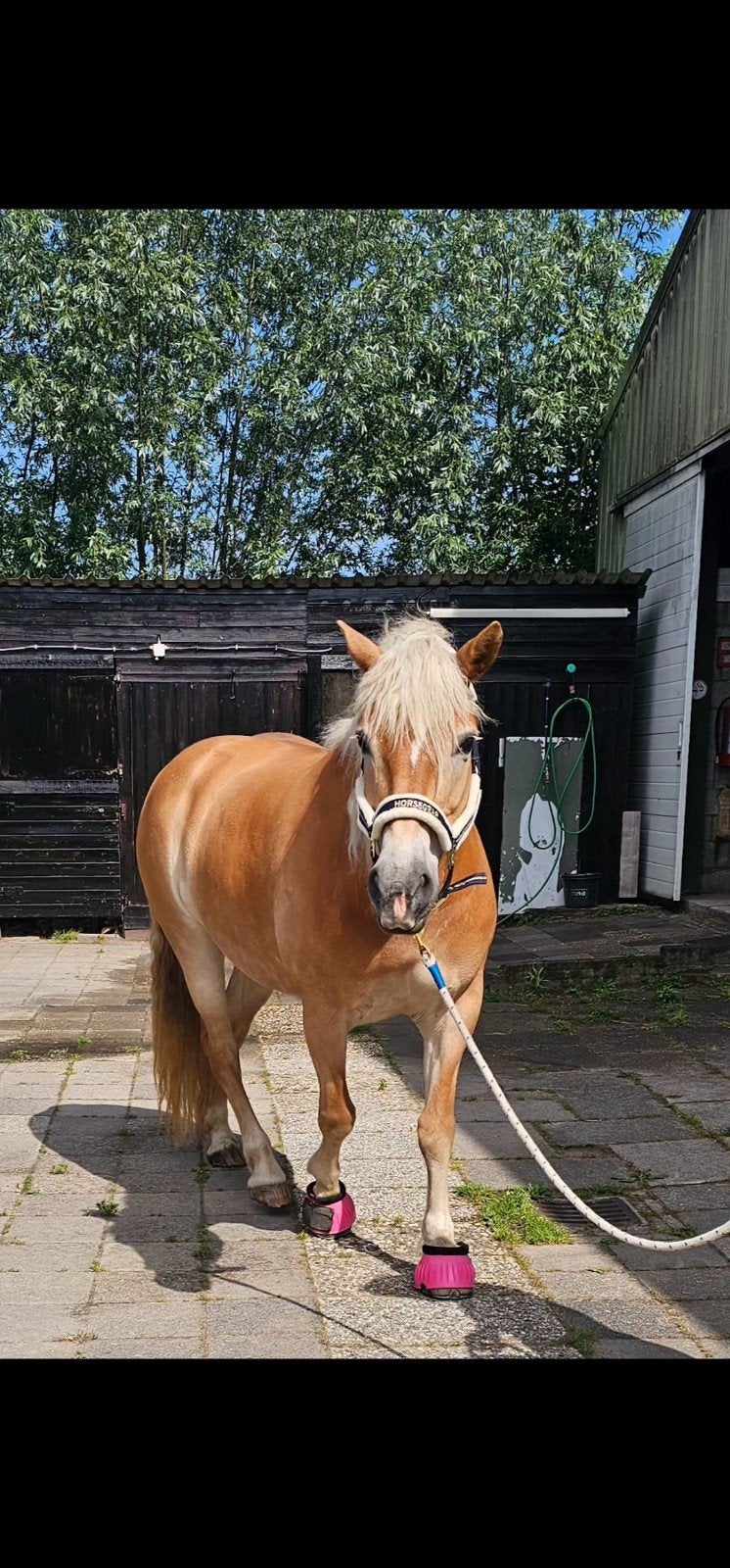 haflinger merrie project pony, Met stamboom, Zadelmak, 11 jaar of ouder, Recreatiepony