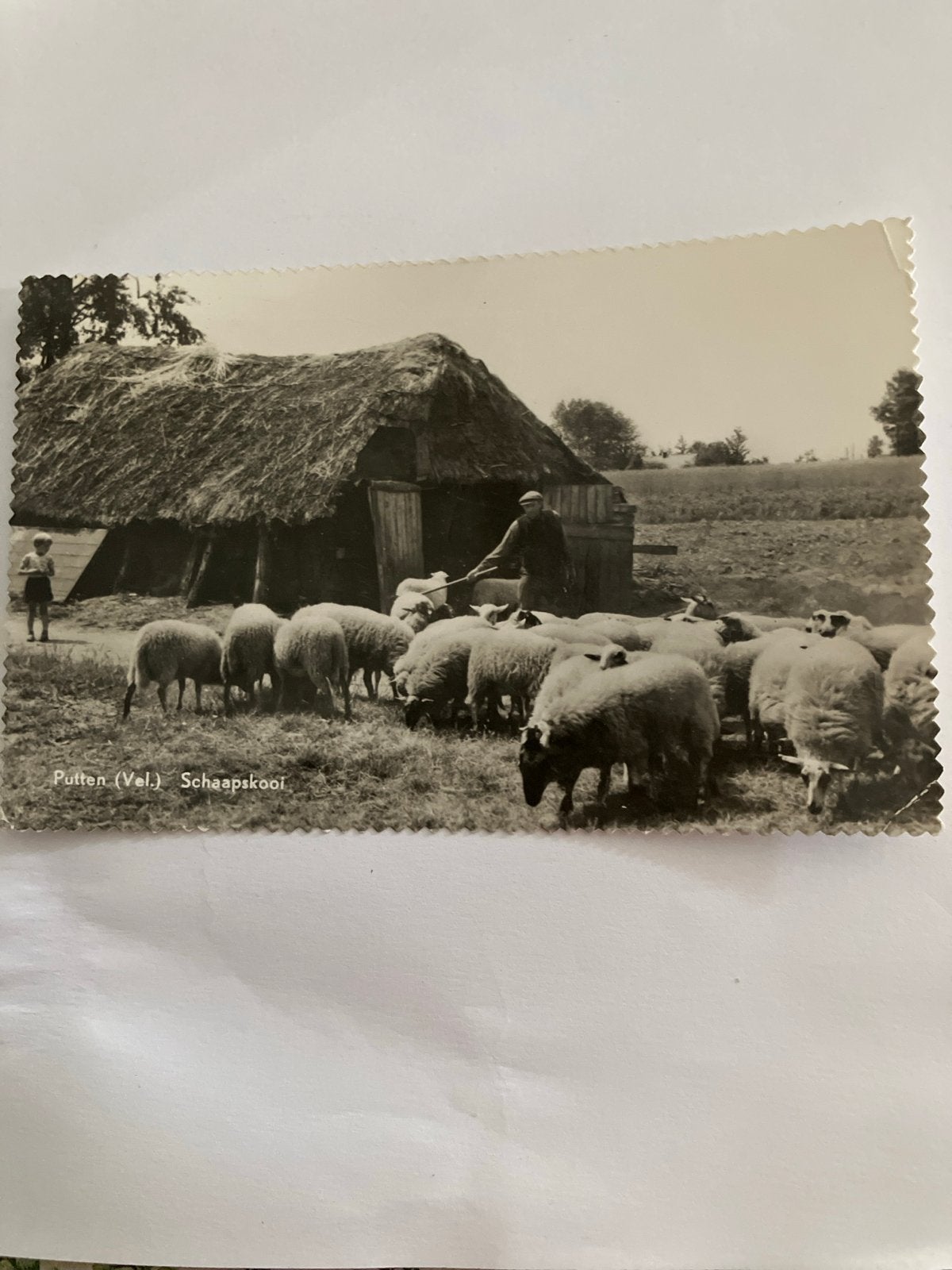 Oude Ansichtkaart Putten (Vel.) Schaapskooi - Gelopen, Ophalen of Verzenden, 1920 tot 1940, Gelopen, Gelderland