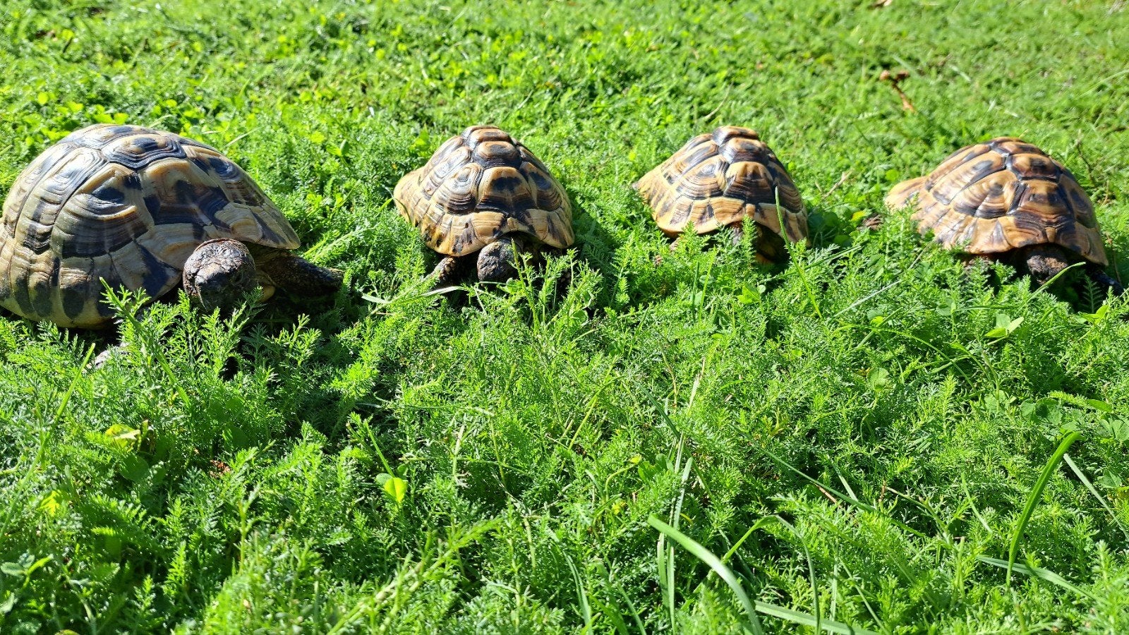 Testudo hermanni (Griekse landschildpadden) Tortoise photo 2