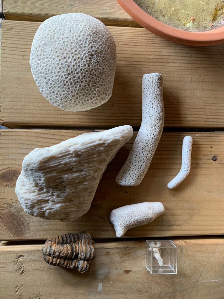 Fossielen, Verzamelen, Mineralen en Fossielen, Ophalen of Verzenden, Fossiel