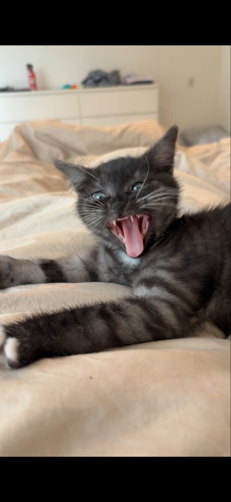 Britse korthaar kat, Dieren en Toebehoren, Katten en Kittens | Raskatten | Korthaar, Kater, 0 tot 2 jaar, Ingeënt