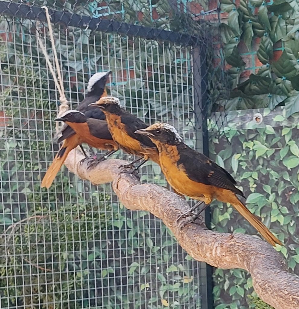 Schubkaplawaaimaker, Dieren en Toebehoren, Vogels | Overige Vogels, Mannelijk, Tropenvogel, Geringd