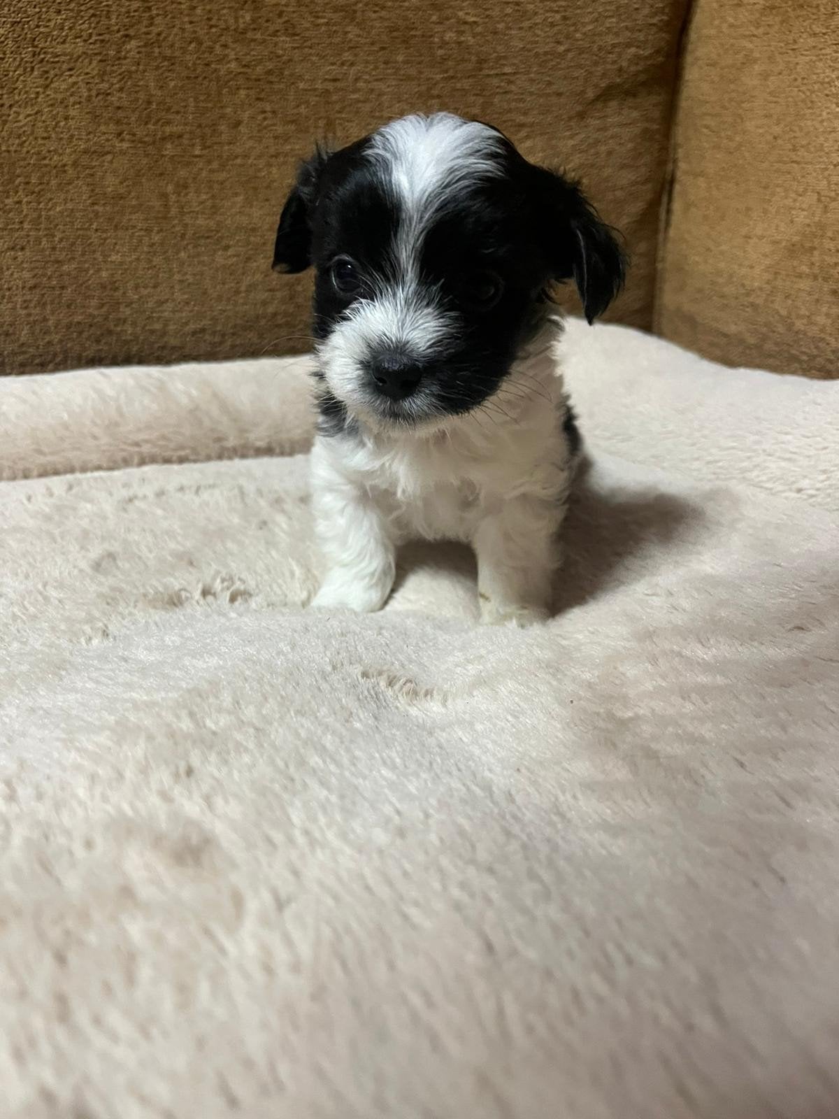 7 hele lieve boomer puppy's op zoek naar leuke baasjes!, Dieren en Toebehoren, Honden | Chihuahua's en Gezelschapshonden, HCC (leverziekte)