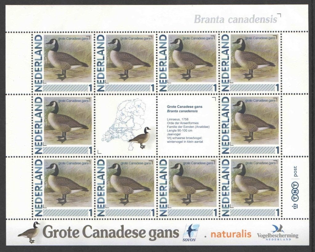 Postzegels Vogels in Nederland: Grote Canadese gans, Ophalen of Verzenden, Na 1940, Postfris