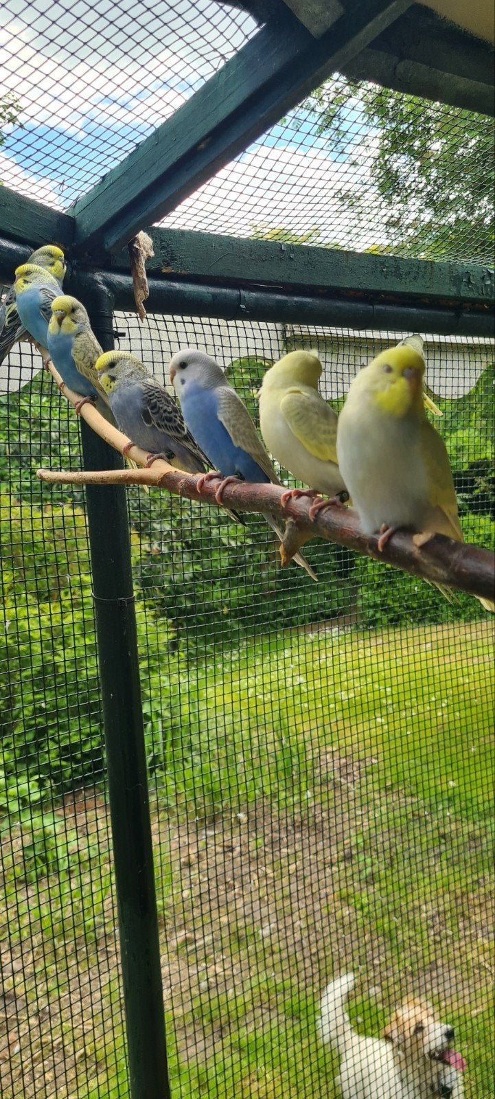 Jonge grasparkieten 30 stuks, Meerdere dieren, Parkiet
