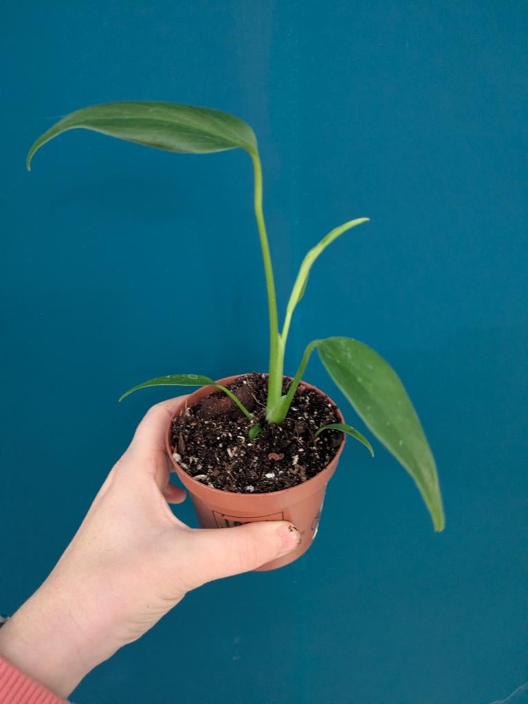 Monstera Burle Marx Flame plantje, Ophalen of Verzenden, Halfschaduw, Minder dan 100 cm