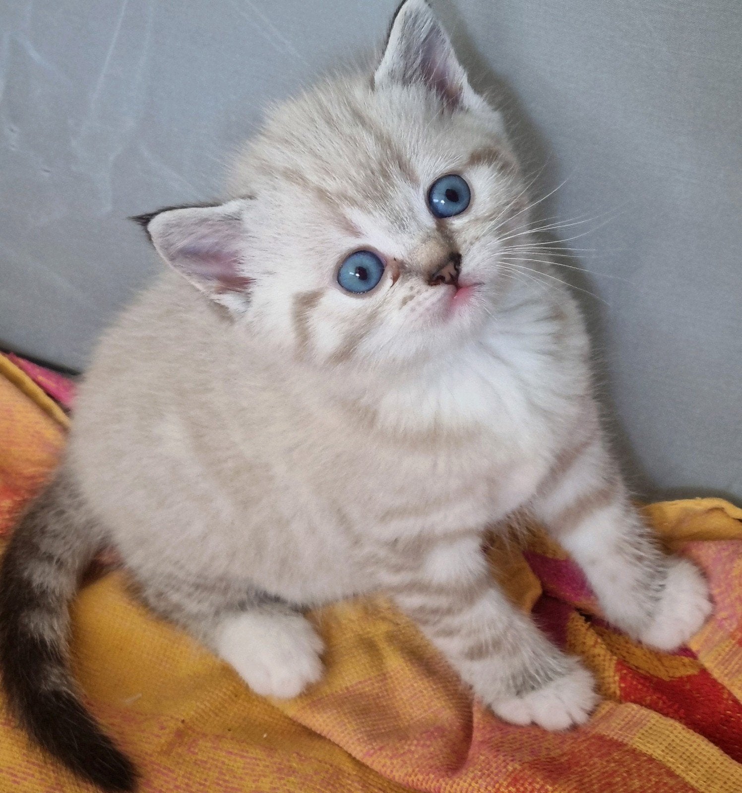 Britse korthaar (Vader) & Turkse Van (Moeder), Geslacht onbekend, Ontwormd, 0 tot 2 jaar