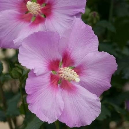 hibiscus in 2 soorten. winterharde soort P9 plantgoed, Overige soorten, Volle zon, Vaste plant, Ophalen of Verzenden