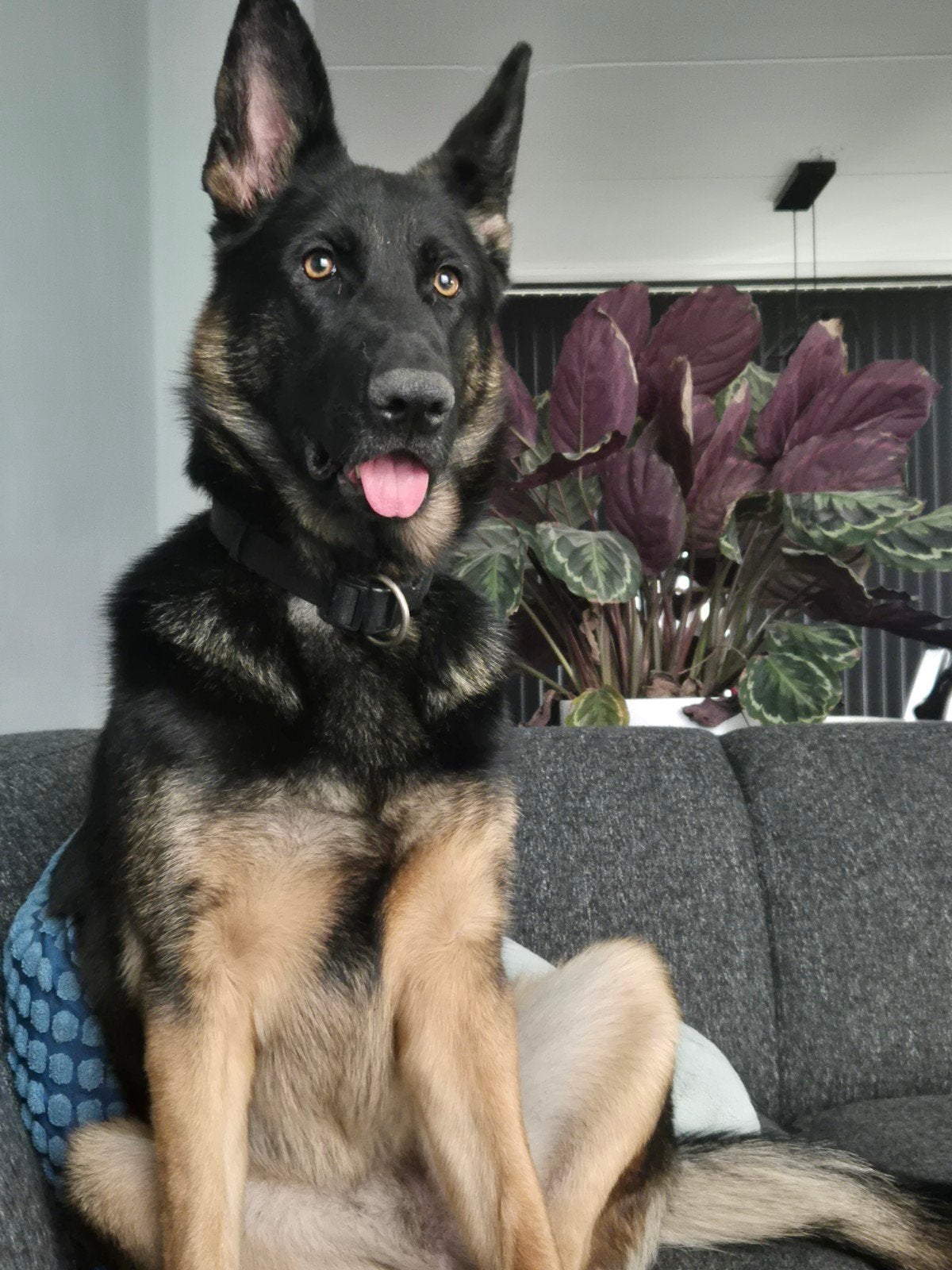 Duitse herder  zwart bruin, CDV (hondenziekte), Teef, Eén hond, 3 tot 5 jaar