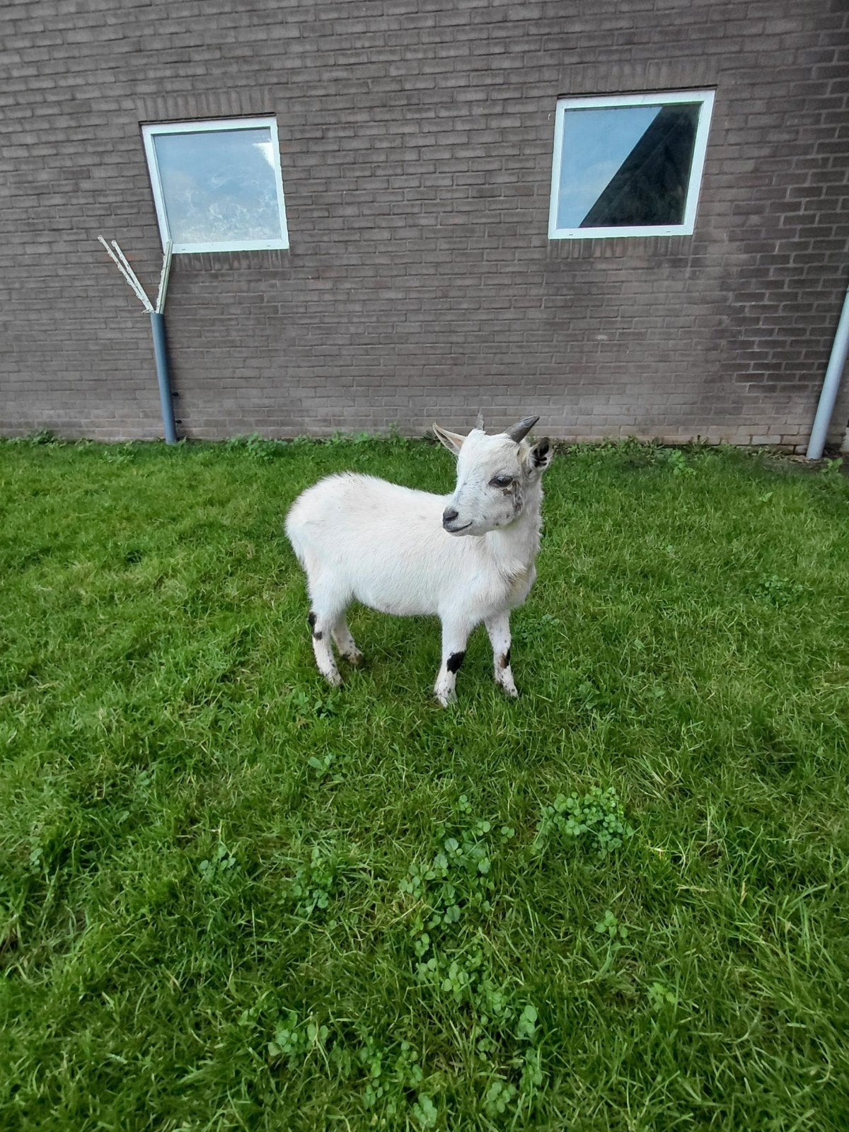 mooie dwerggeit bokken te koop, Mannelijk, Geit, 0 tot 2 jaar