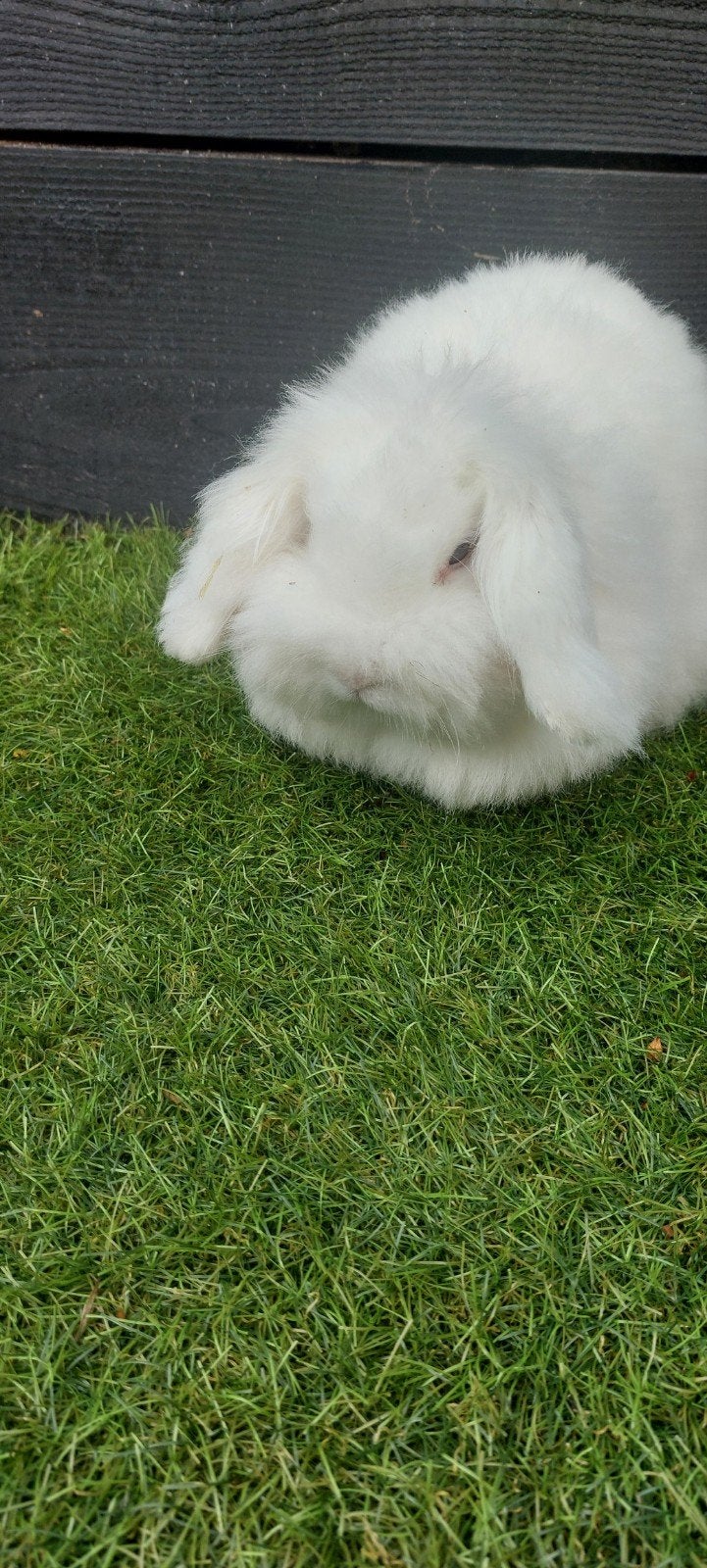 Lieve teddy widder voedster, Dieren en Toebehoren, Konijnen, Vrouwelijk, Middelgroot, Hangoor, 0 tot 2 jaar
