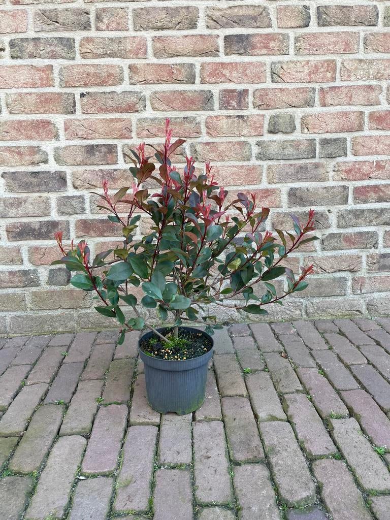 Glansmispel met rode toppen (twee soorten), Volle zon, Vaste plant, Bloeit niet, Ophalen