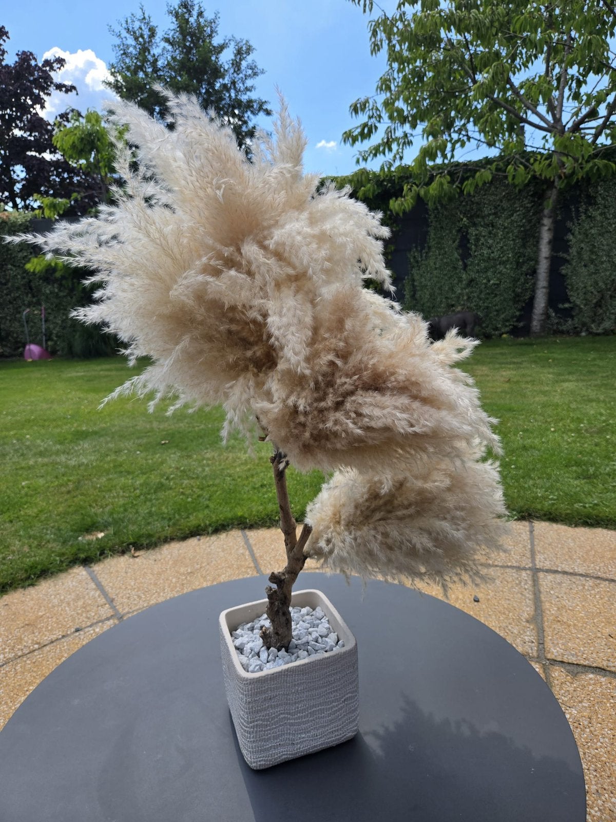 Decoratieve Pampas Boom NIEUW, Ophalen, Binnen, Natuurlijk materiaal, Overige typen