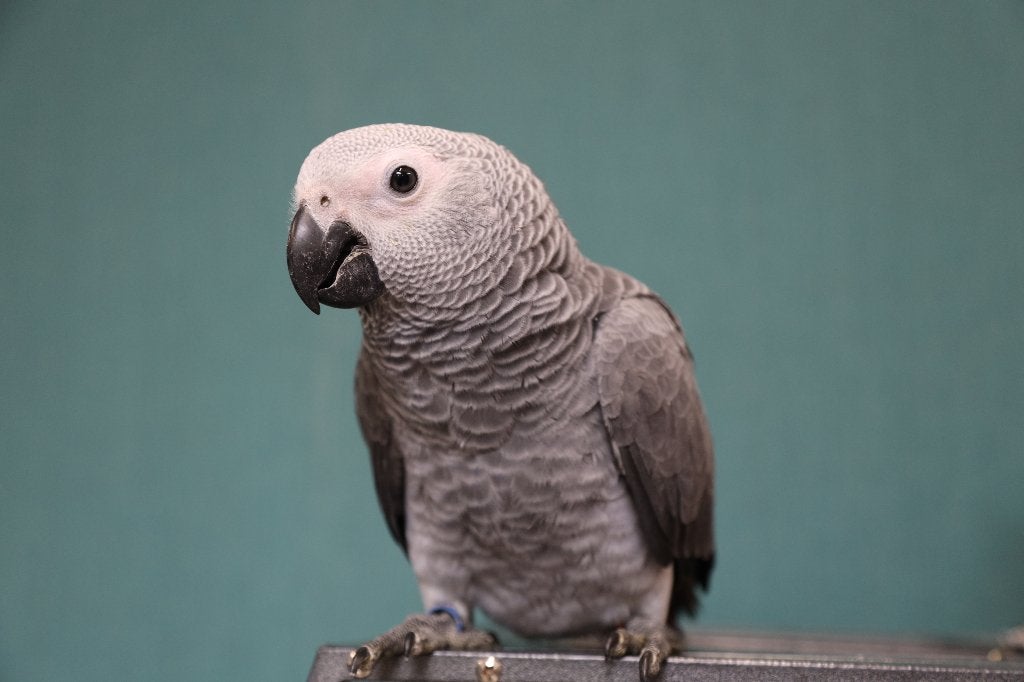Jonge Grijzeroodstaart Papegaai | Getest | Handtam, Meerdere dieren, Papegaai, Pratend