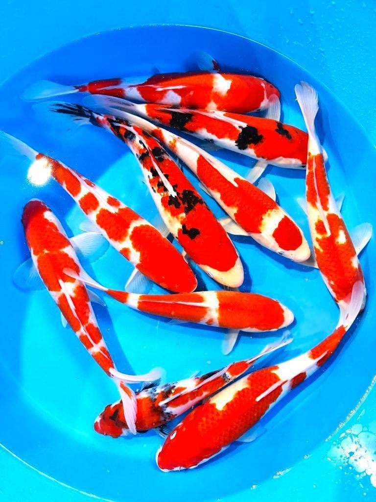 Japankoi, Nisia van de Japanse kweker Marusei, Dieren en Toebehoren, Vissen | Vijvervissen, Karper of Koi