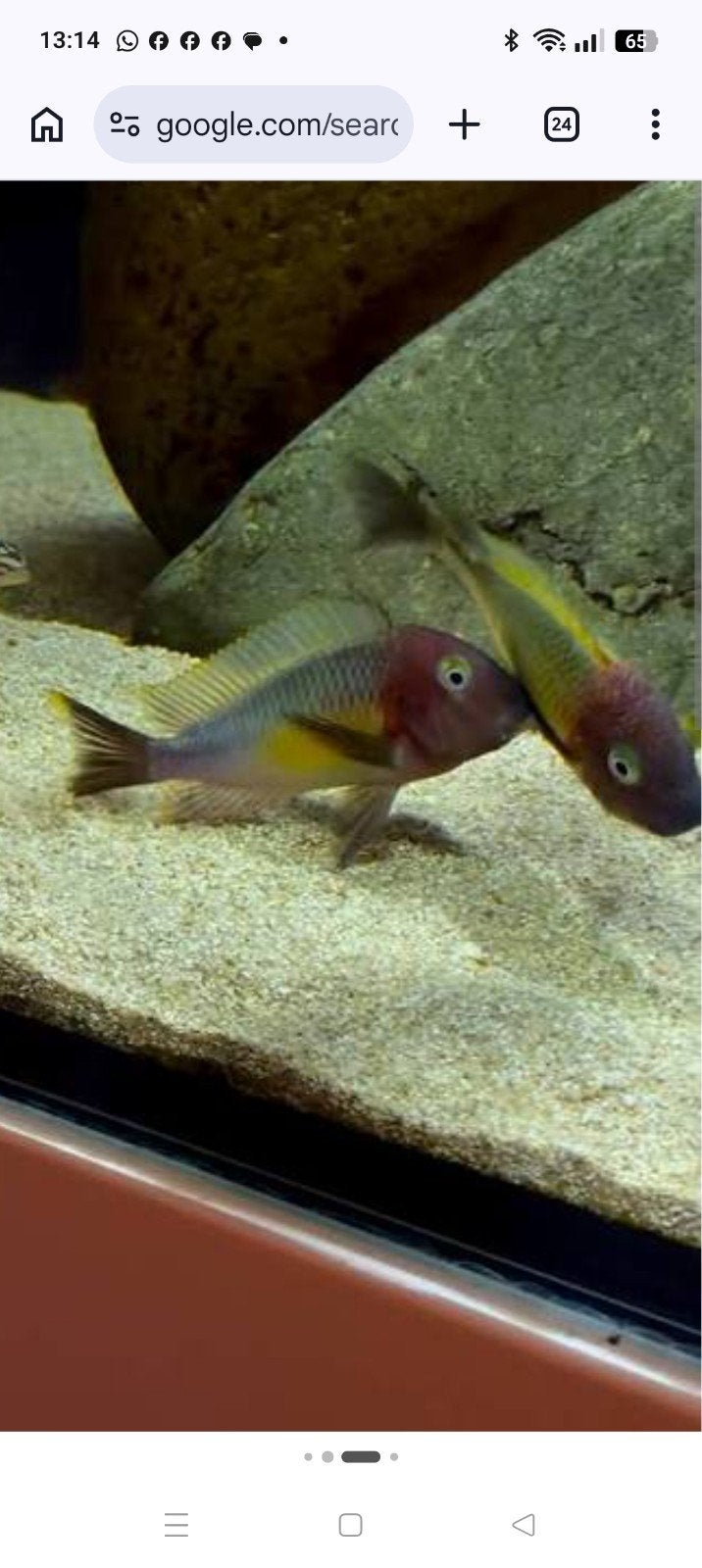 Tropheus moorii Yellow Nkonde gezocht !, Dieren en Toebehoren, Vis, Zoetwatervis, Schoolvis