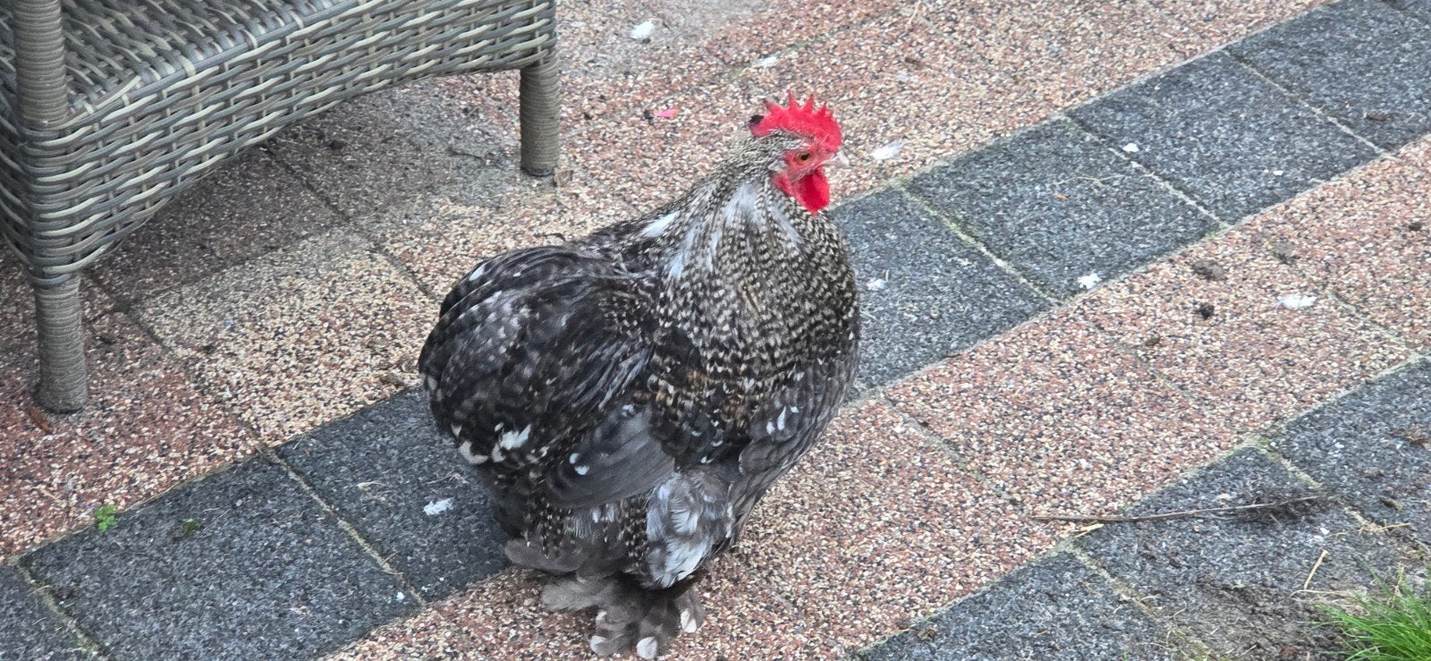 chocin  haantje, Mannelijk, Kip