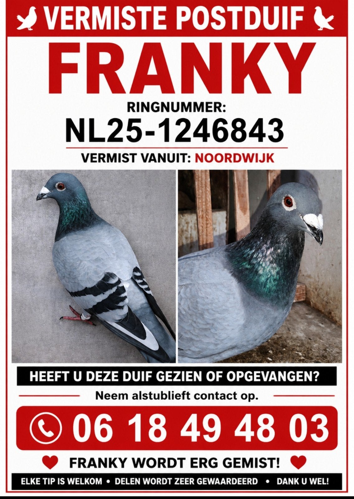 Vermist Franky NL25-1246843, Dieren en Toebehoren, Vogels | Duiven, Mannelijk
