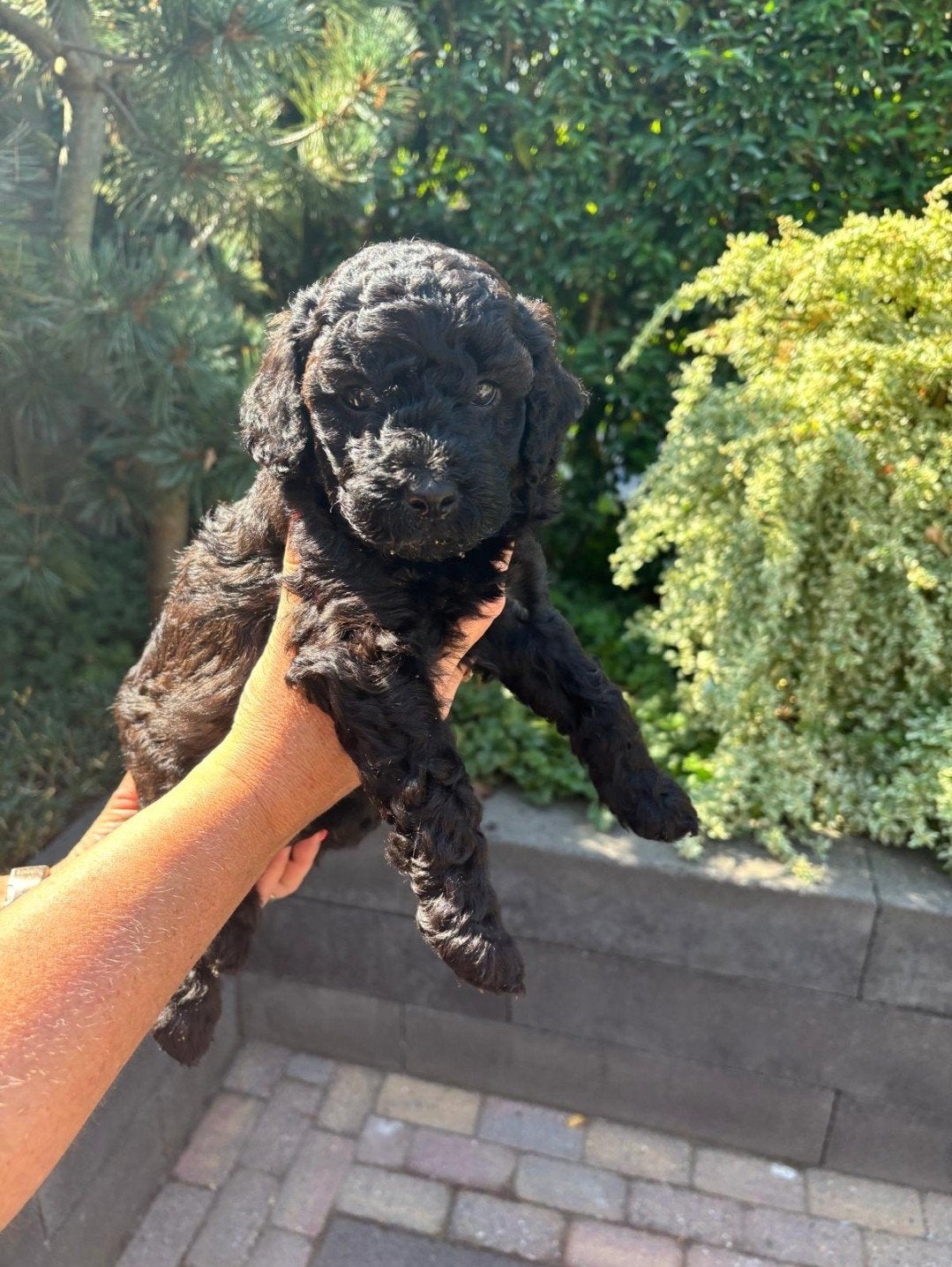 Mini labradoodle pup, Dieren en Toebehoren, Parvo, Overige rassen, 8 tot 15 weken, Meerdere