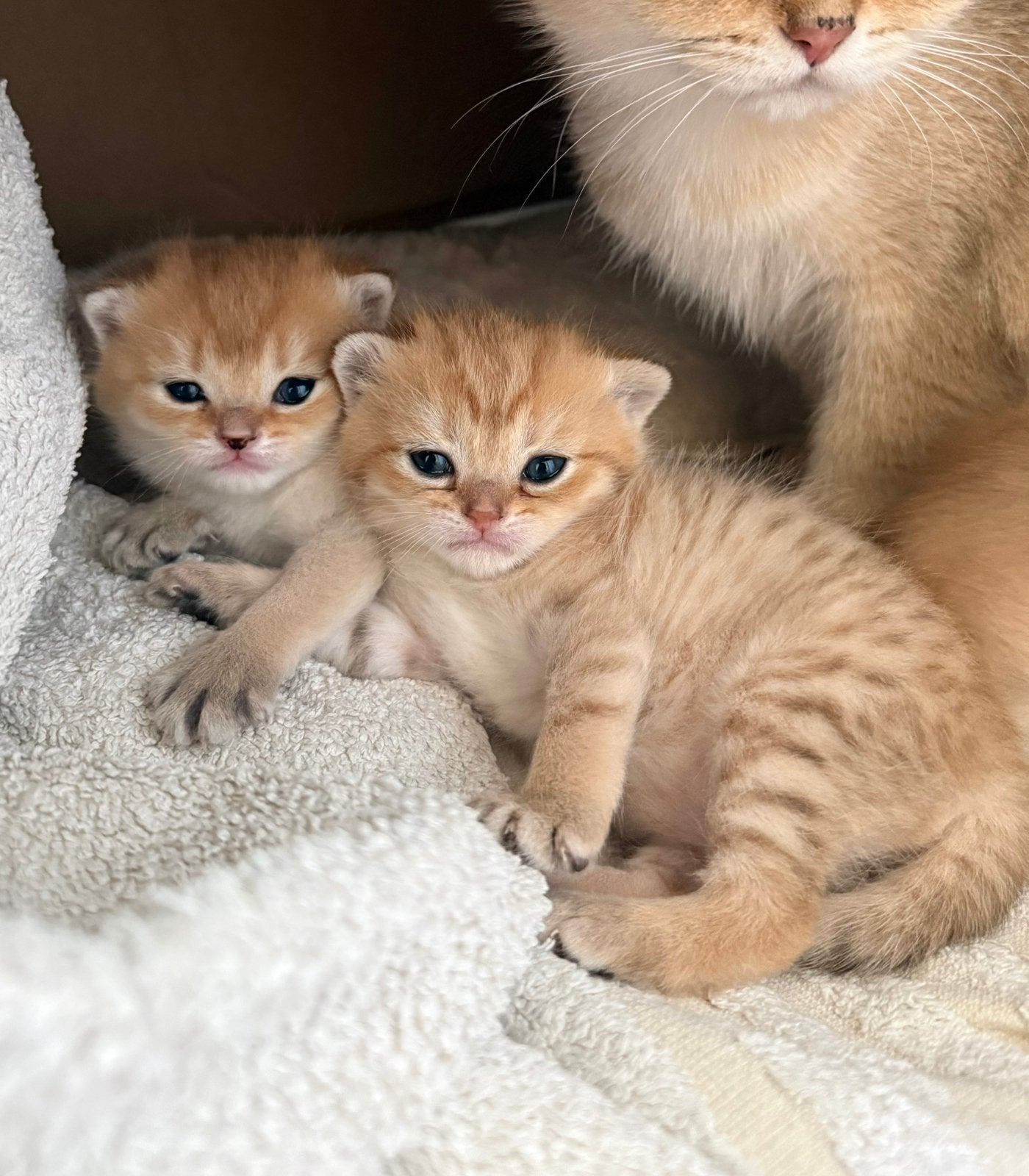 Britse korthaar kittens golden shaded, Poes, Kortharig, 0 tot 2 jaar