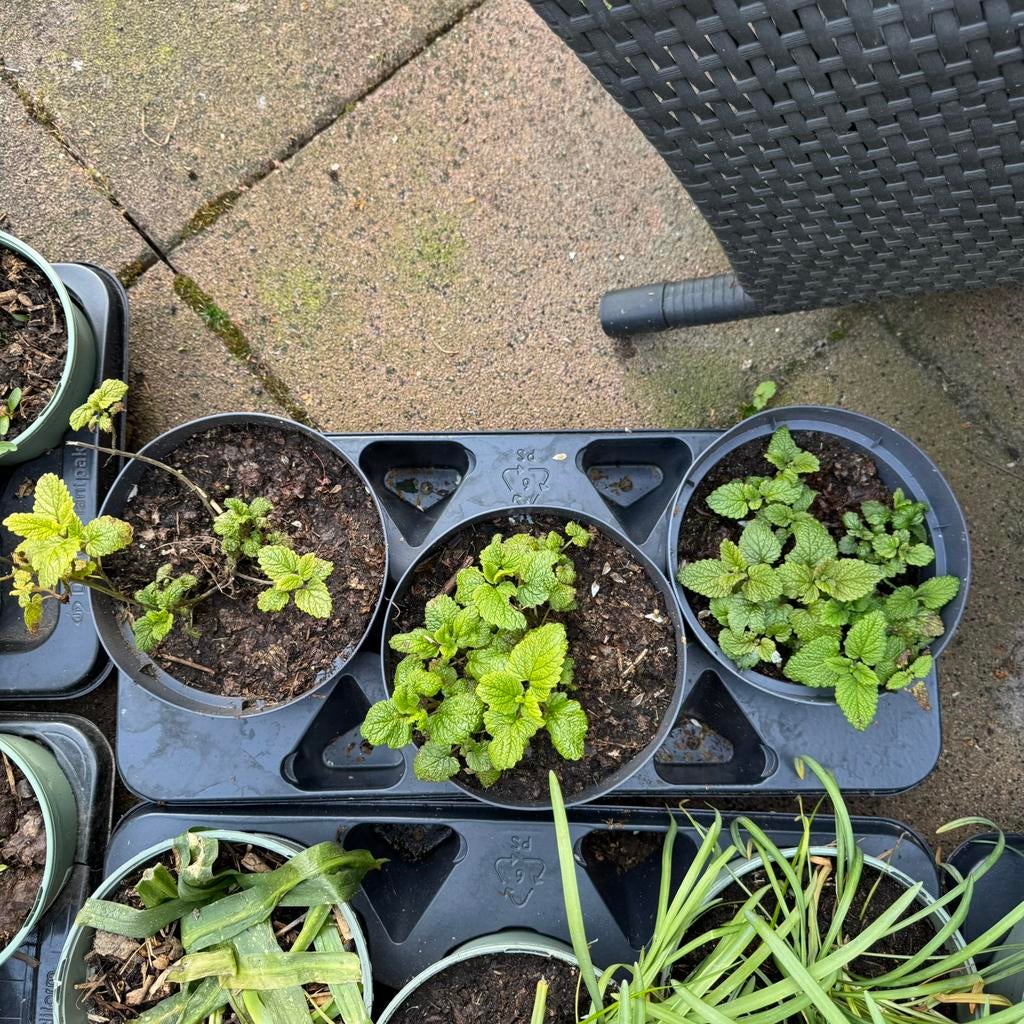Citroenmelisse 3 potten, Tuin en Terras, Planten | Tuinplanten, Vaste plant, Overige soorten, Halfschaduw, Ophalen