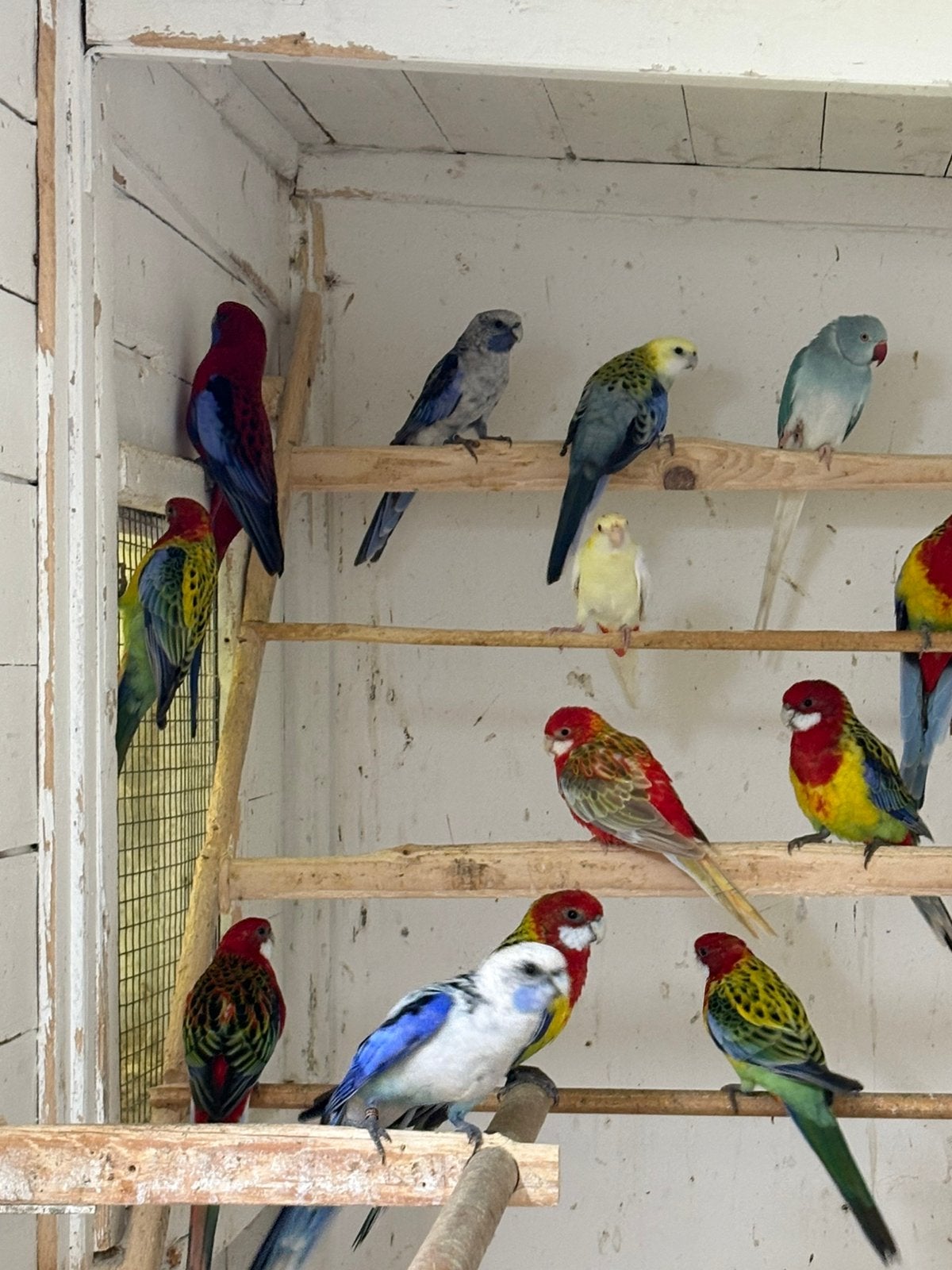Keuze uit meerdere rossela,s, Meerdere dieren, Parkiet