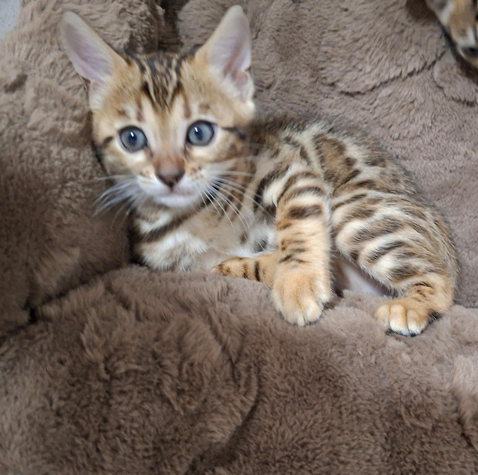 Prachtige Bengaalkittens met stamboom, Dieren en Toebehoren, Meerdere dieren, Kortharig, 0 tot 2 jaar