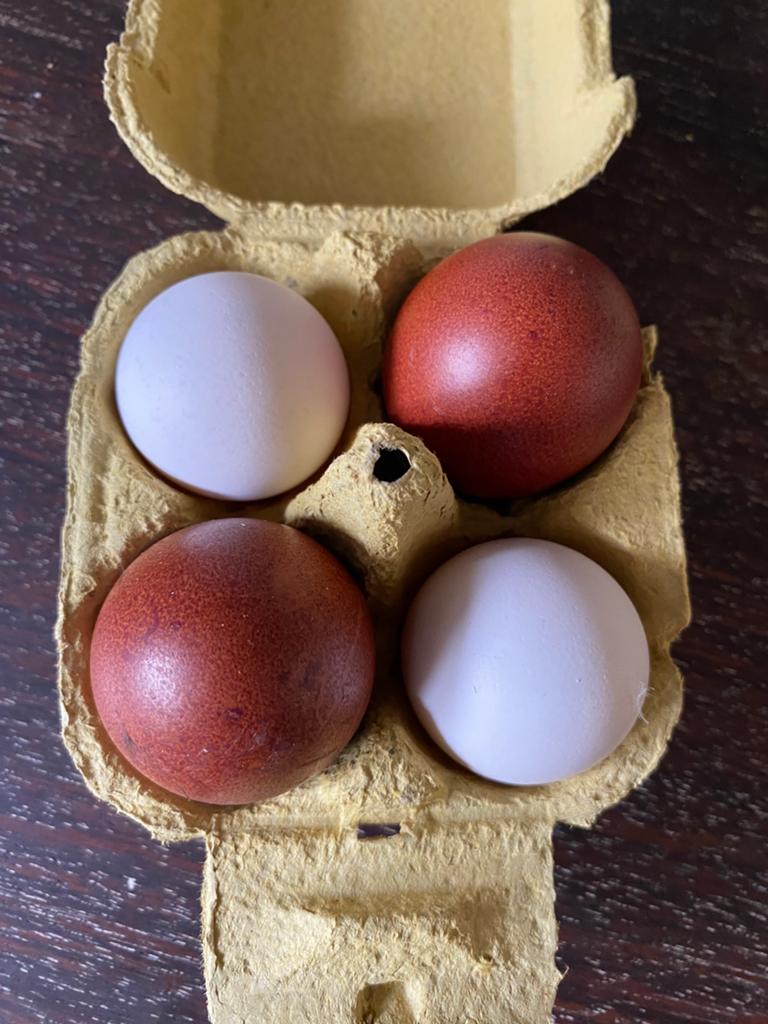 Scharreleieren van Marans en Lakenvelder kippen, Ophalen