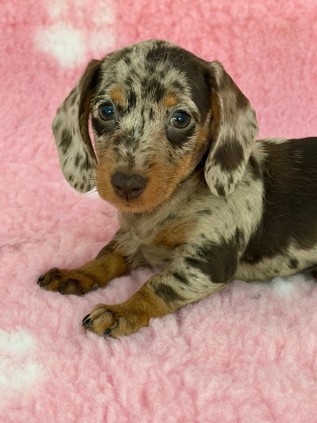 Kaninchen teckel pups met stamboom, Kaninchen, Parvo, 8 tot 15 weken, Meerdere