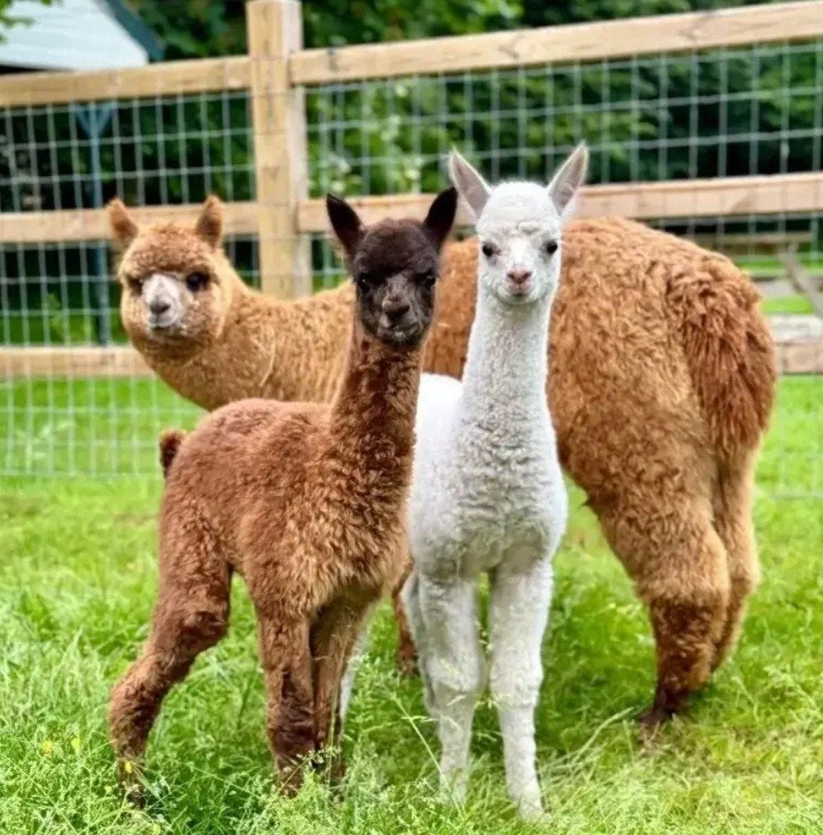 wormonderzoek voor Alpaca's, Ophalen of Verzenden