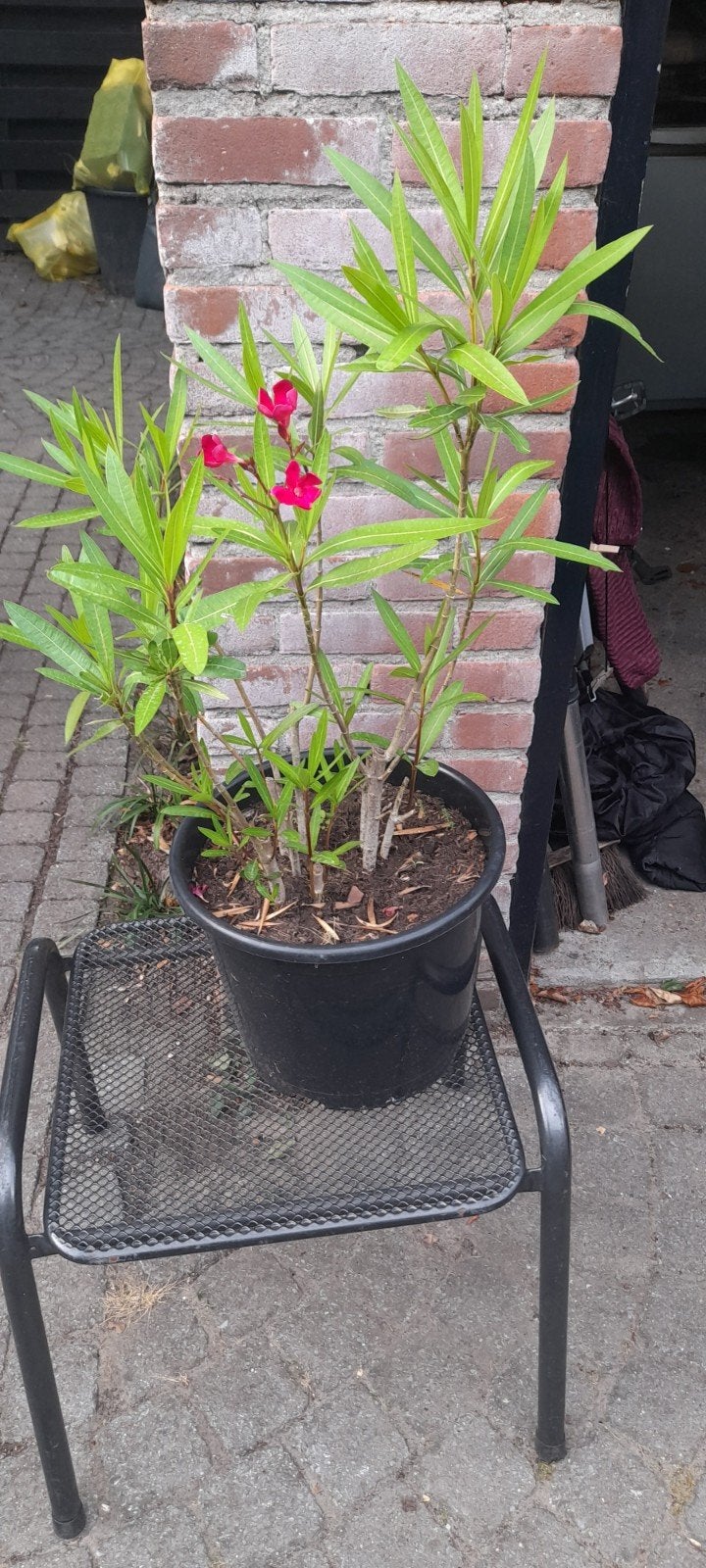 Mooie Oleander plant met rode bloemen, Volle zon, Vaste plant, Zomer, Ophalen