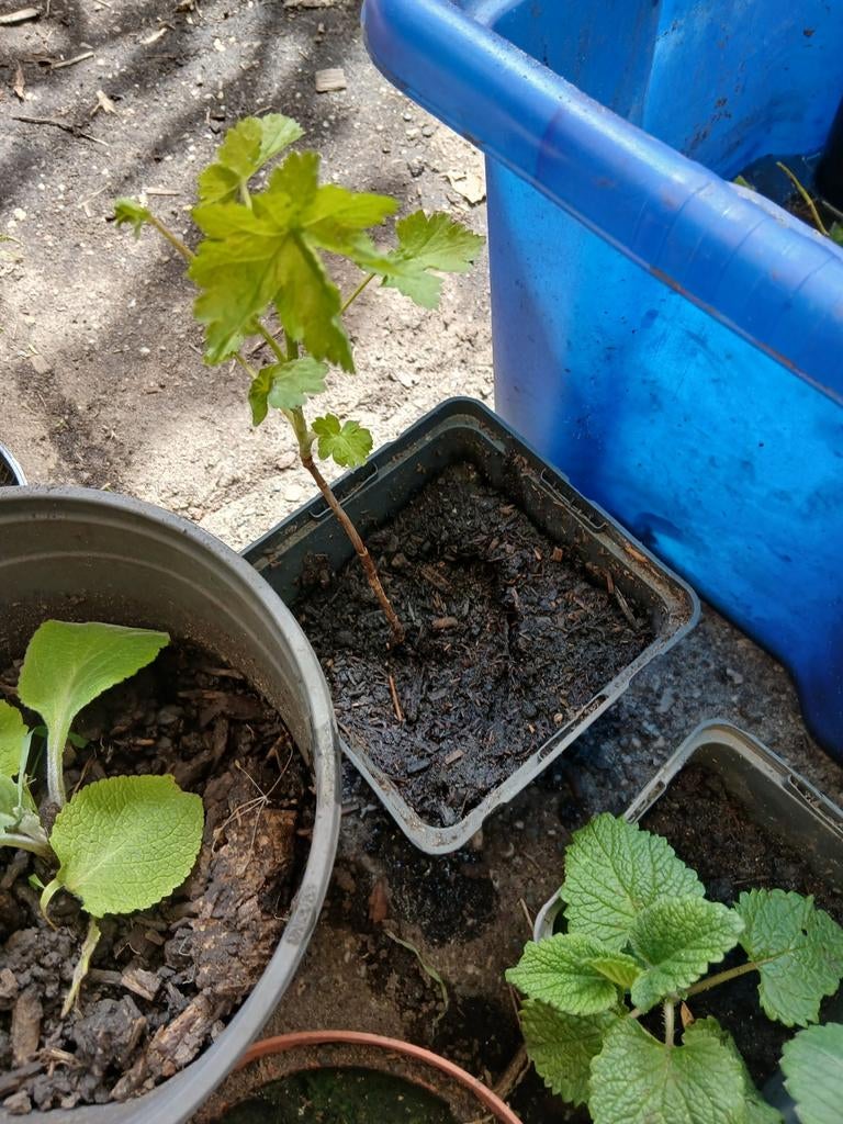 Josta bes struiken gratis, Ophalen, Minder dan 100 cm, Overige soorten, Lente