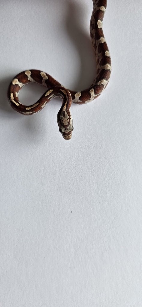 Prachtige Baby Rattenslangen (Met Bloodred-genetica) Rat Snake photo 12