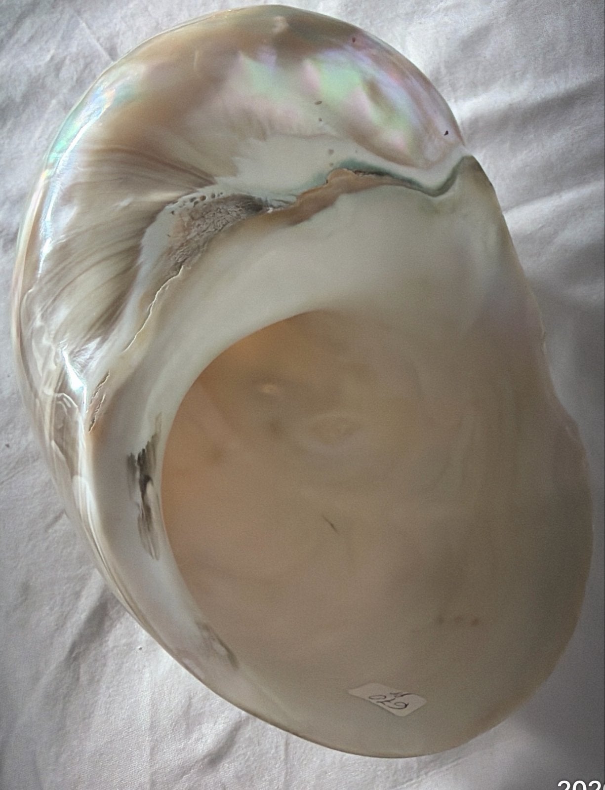 Prachtige grote parelmoer schelp - 669 gram, Ophalen of Verzenden, Zo goed als nieuw