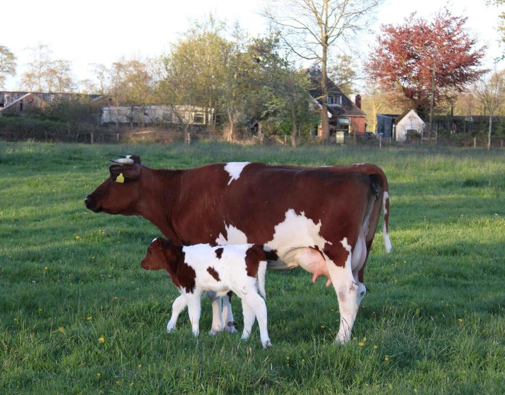 Fries Roodbonte koe, Dieren en Toebehoren, Runderen, Vrouwelijk, 3 tot 6 jaar