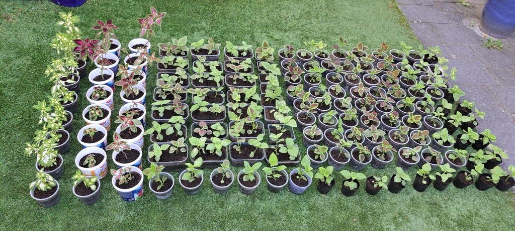 Coleus (siernetel) planten.
Prachtig voor in de tuin, terras, Ophalen, Overige soorten, Halfschaduw