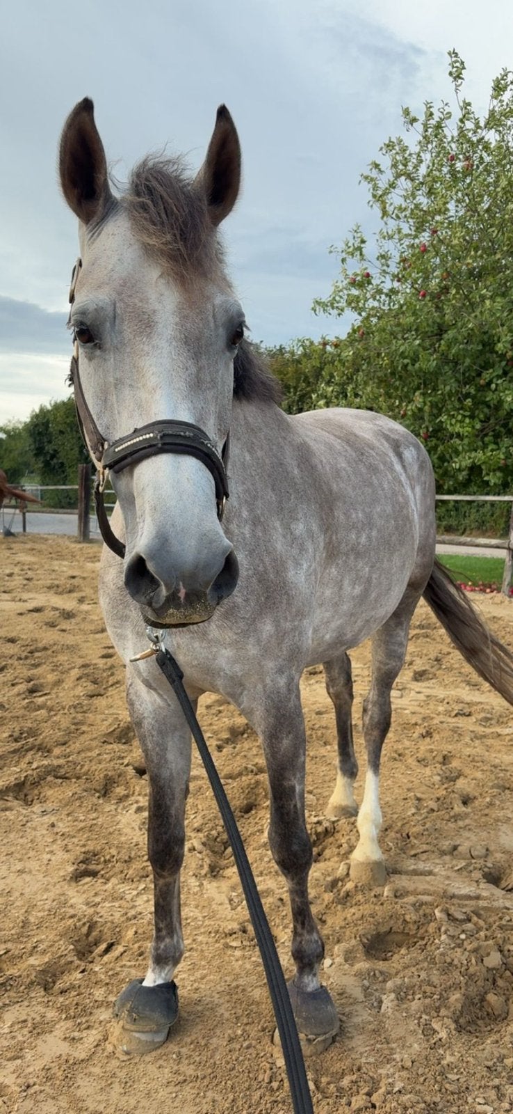 prachtige KWPN-merrie met een gouden karakter, Merrie, Springpaard, 3 tot 6 jaar, 160 tot 165 cm