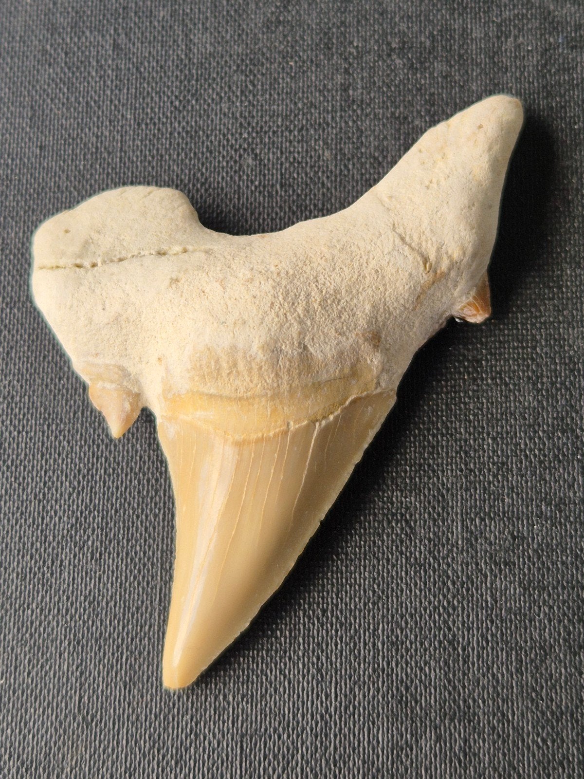 Fossiele haaientand "otodus obliquus" uit Marokko, Ophalen of Verzenden, Overige materialen