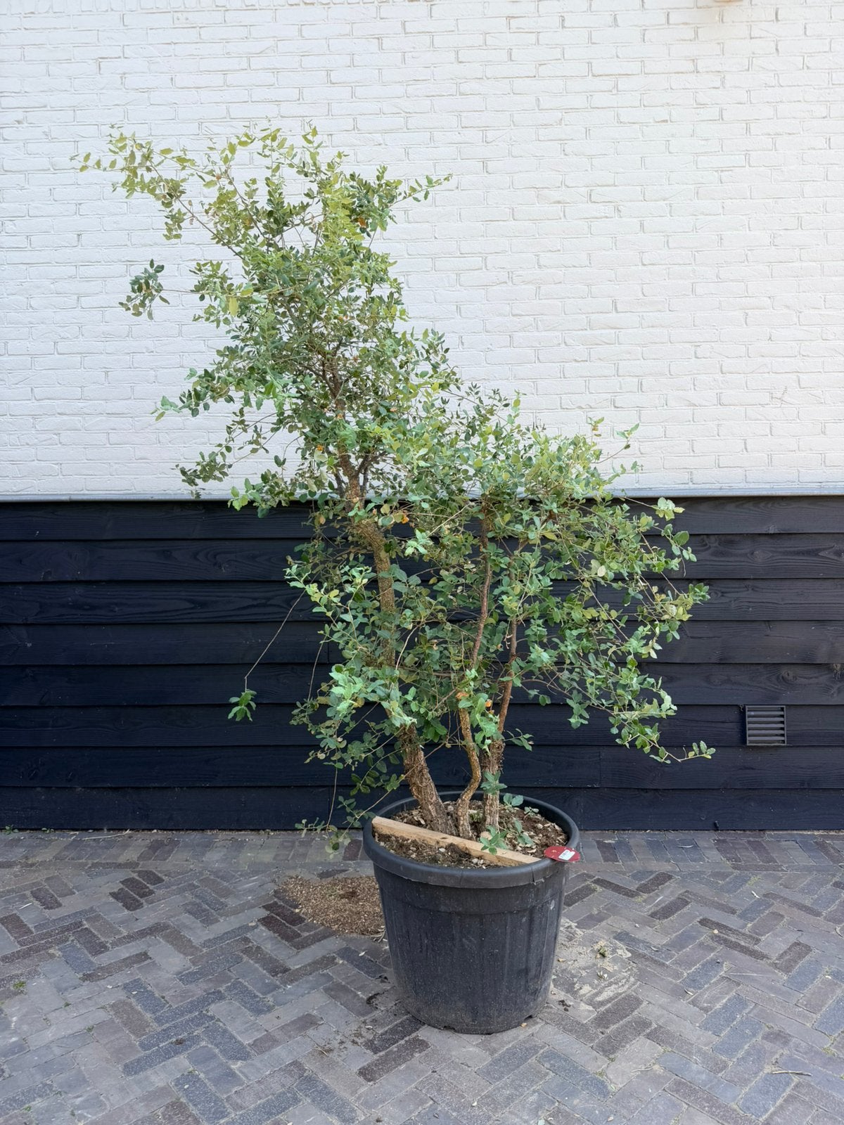 Mooie meerstammige kurkeik, Tuin en Terras, Overige soorten, 100 tot 250 cm, Zomer, Ophalen