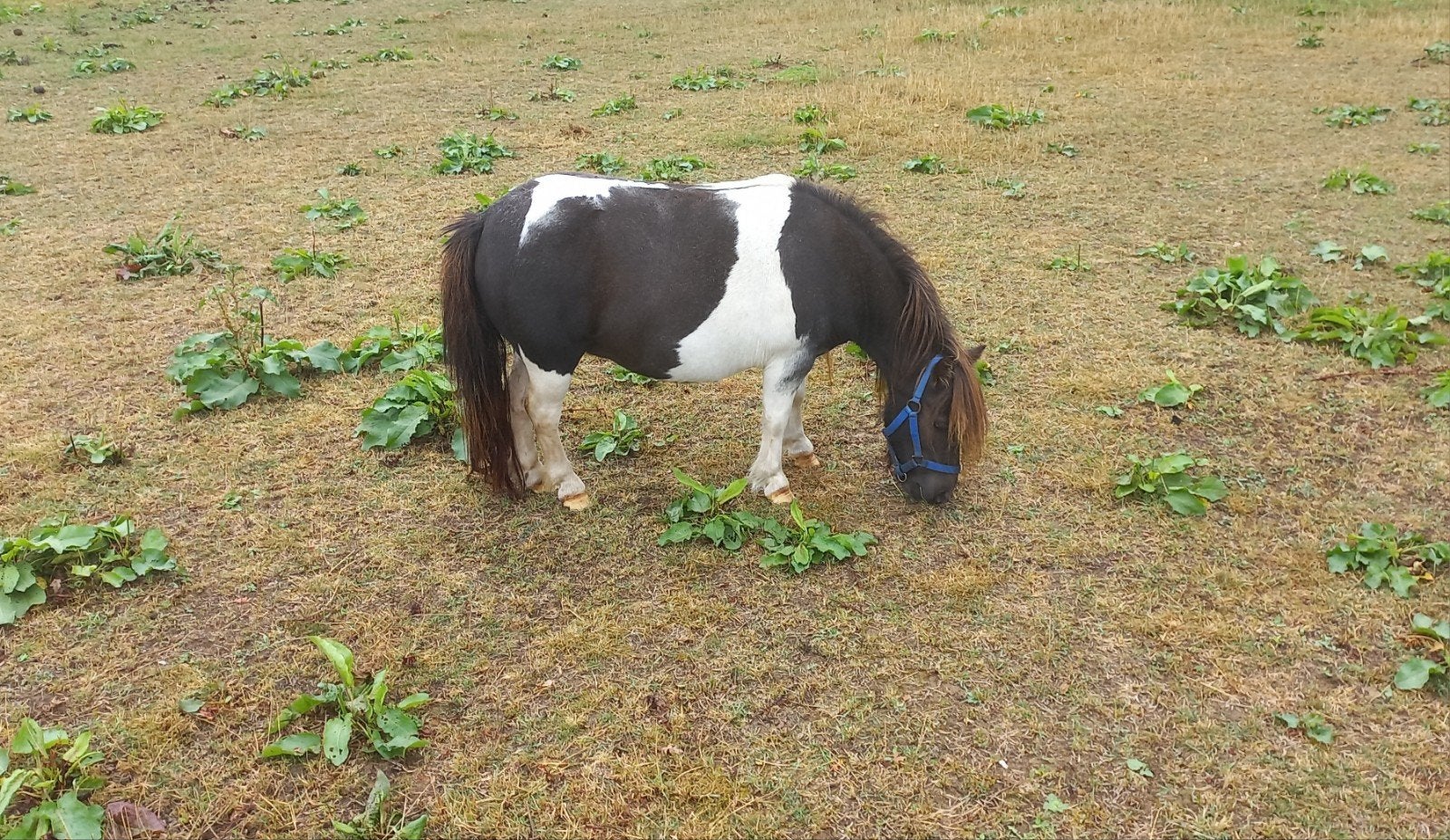 ZWARTBONTE MERRIE., Merrie