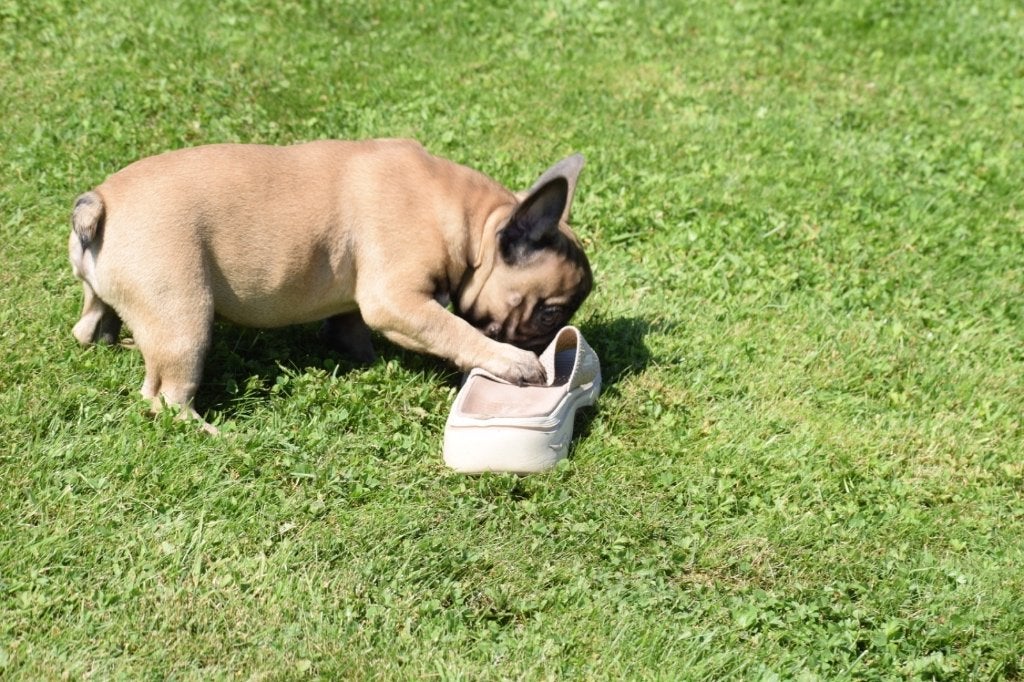Franse bulldog pups korthaar en fluffy, 15 weken tot 1 jaar, Buitenland, Bulldog, Meerdere