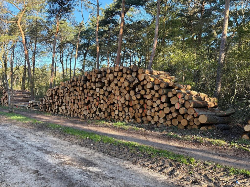 Eikenstammen leverbaar in A of B kwaliteit, Tuin en Terras, Haardhout, 6 m³ of meer, Verzenden, Eikenhout, Stammen