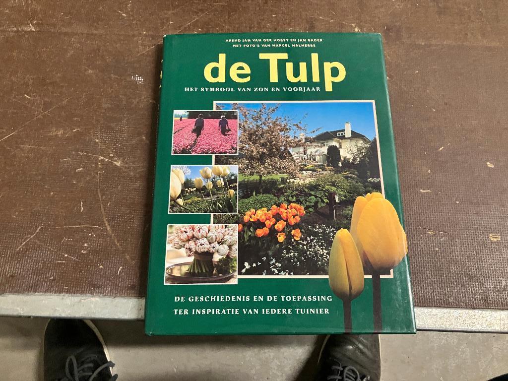 tulp voorjaar keukenhof Hillegom Lisse, Ophalen of Verzenden, Overige soorten, Volle zon