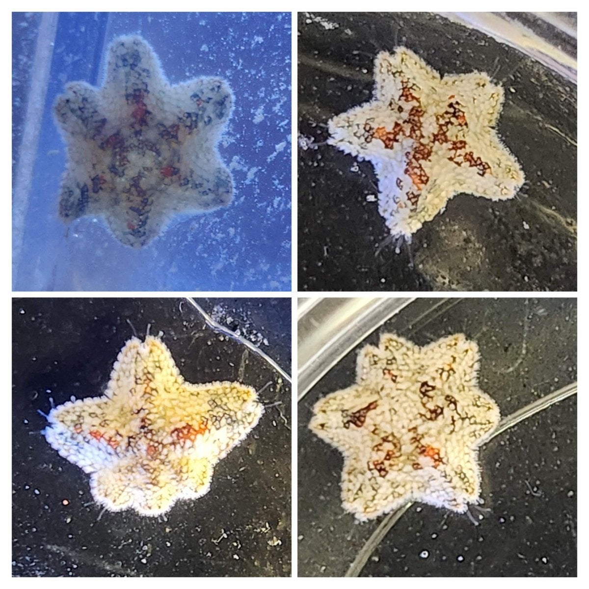 Levende Ganzevoetjes / zeesterren gezocht! (asterinas), Dieren en Toebehoren, Zoutwatervis