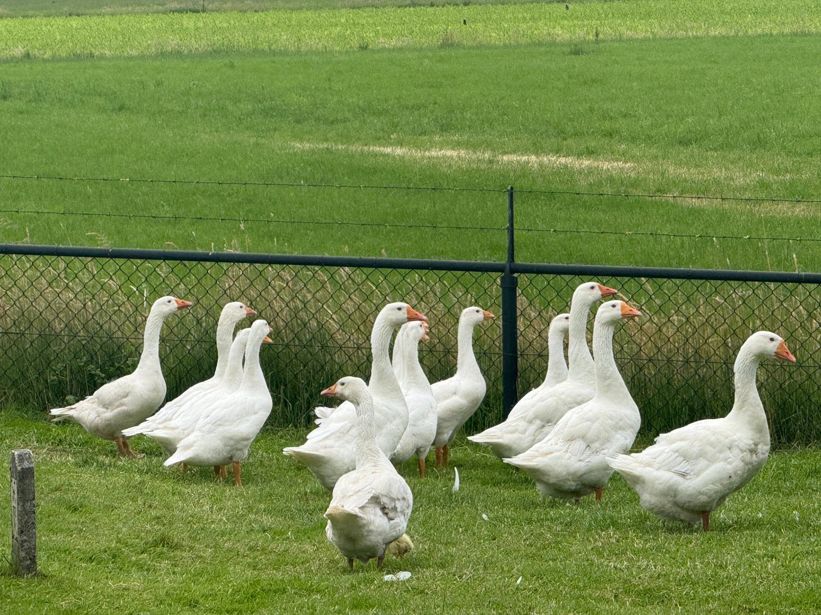 Witte ganzen 2 maanden oud 5 stuks, Meerdere dieren, Gans of Zwaan