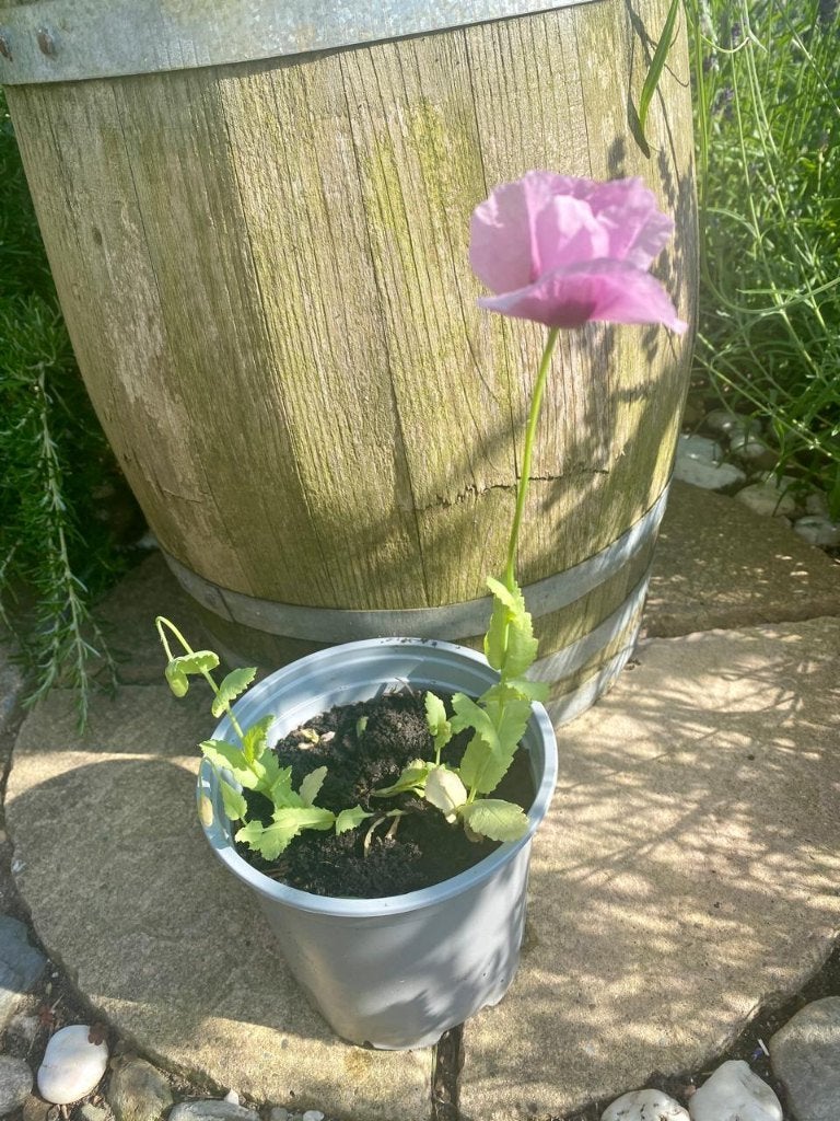 Papaver plantjes + papaver zaden, Volle zon, Eenjarig, Zomer, Ophalen