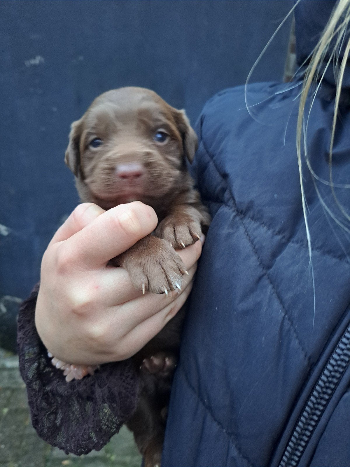 Labrador x Kooiker kruizing, 8 tot 15 weken, Meerdere, Meerdere dieren, CDV (hondenziekte)