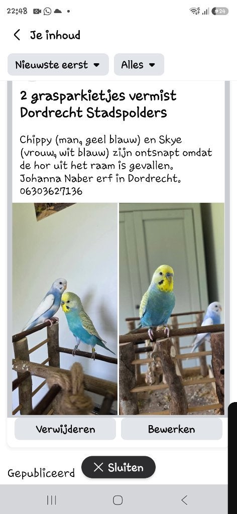 Grasparkieten vermist, Vogel