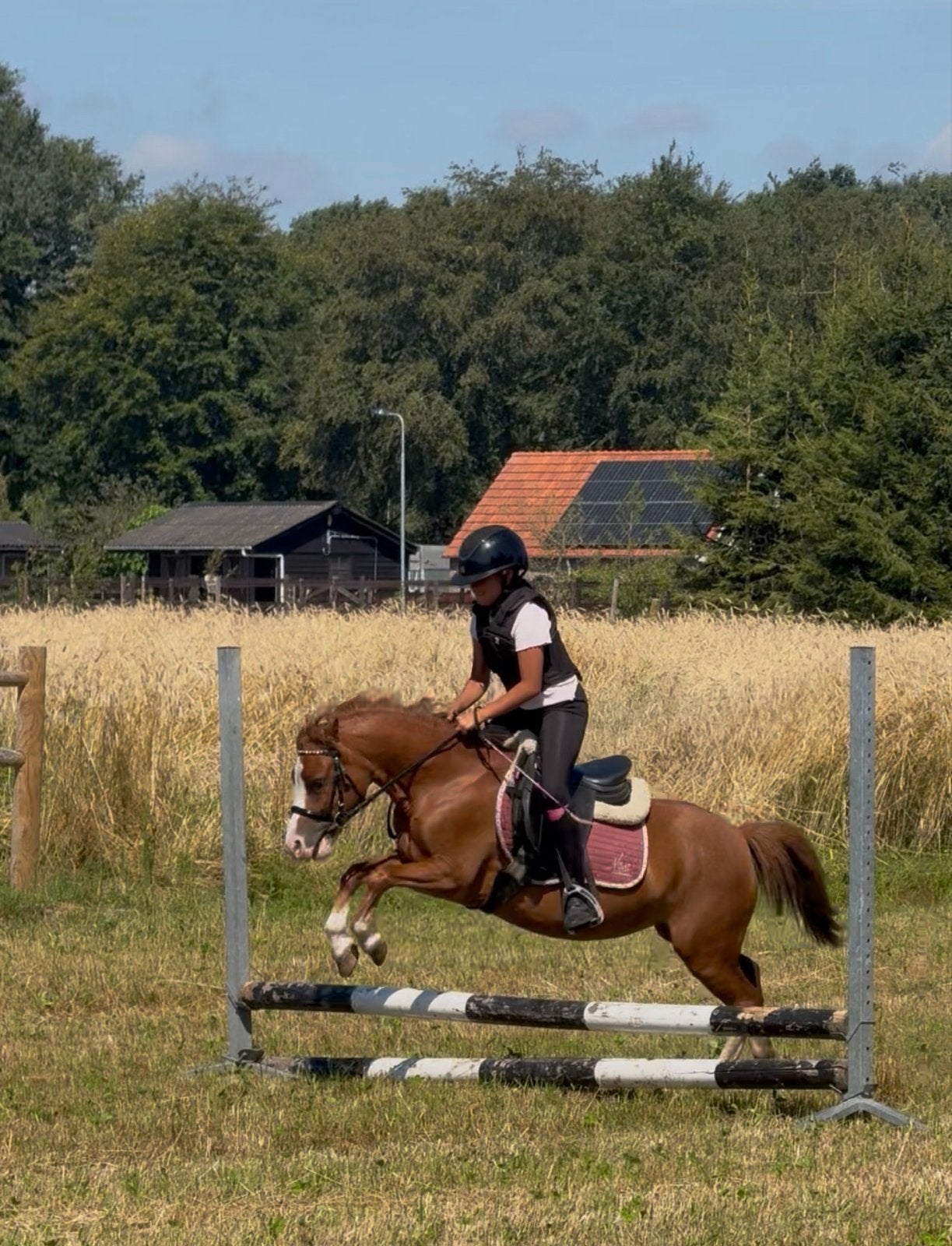 *** Super A kinderpony ***, Merrie, A pony (tot 1.17m), 3 tot 6 jaar
